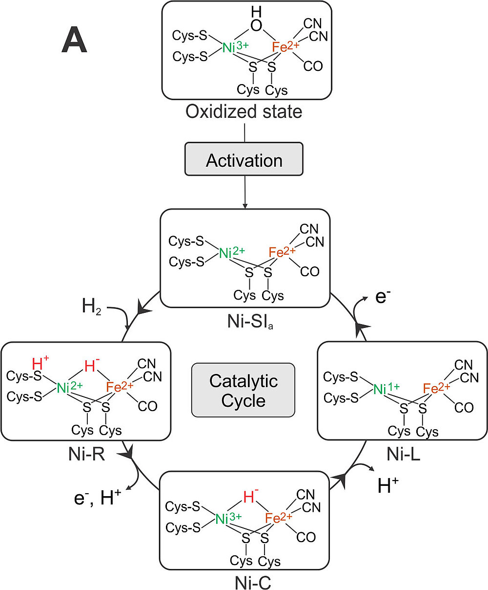 Figure 3 (A)